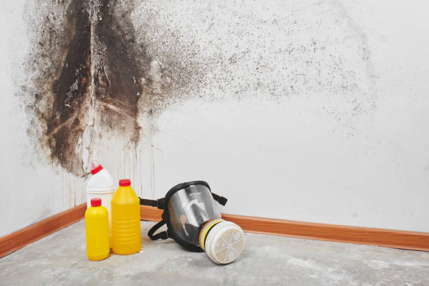 Professional Mold Remediation in Jasper, TX