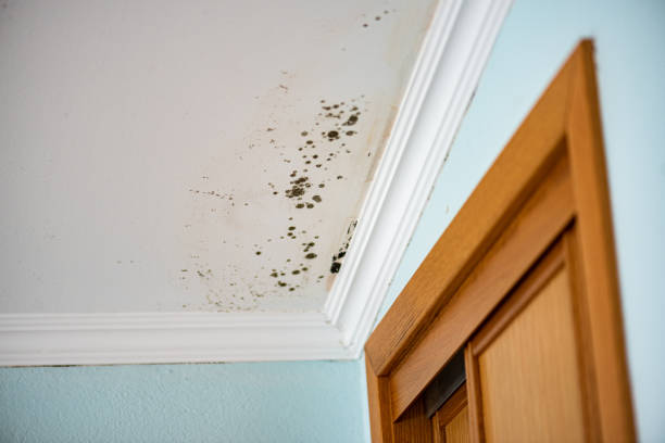 Best Industrial Mold Remediation in Jasper, TX