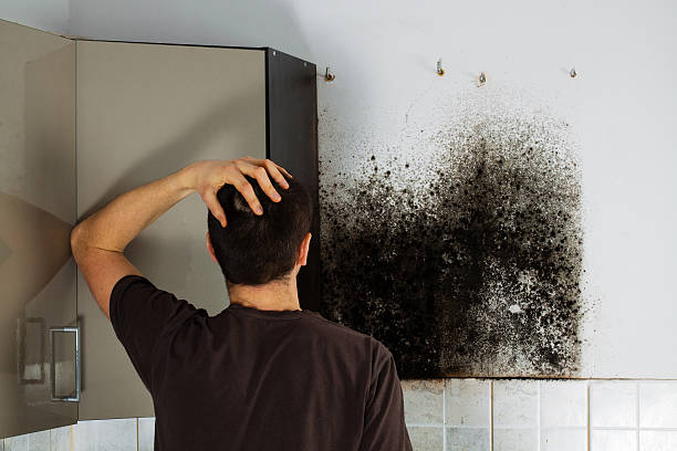 Best Commercial Mold Remediation in Jasper, TX